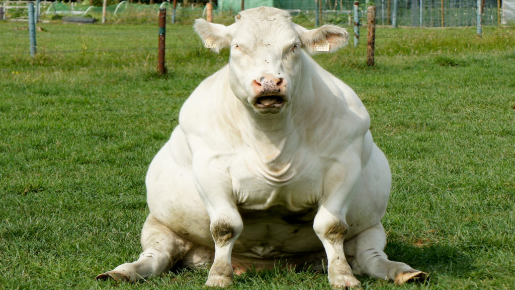 magnificent dairy cow gazes dreamily at the great blue sky